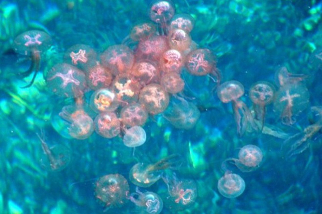 cresce numero meduse