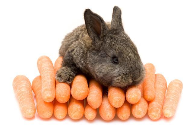 conigli sono vegani