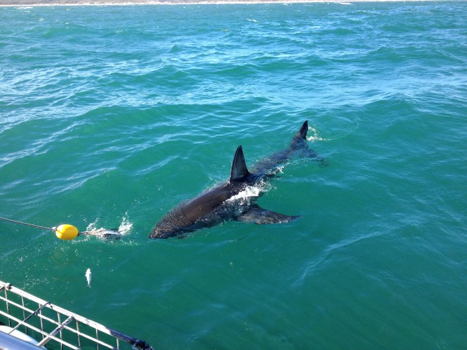 gansbaai squali