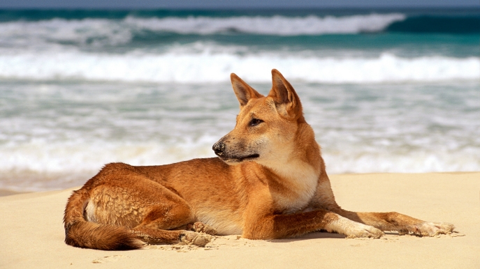 Fraser Island, dingo sulla spiaggia