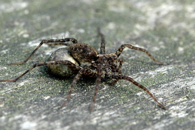 ragno femmina mangia maschio