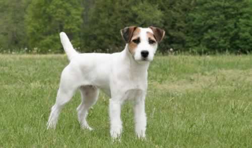 Il Jack Russell terrier.