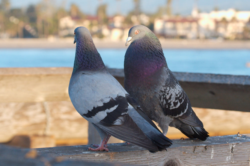Il corteggiamento tra i piccioni.