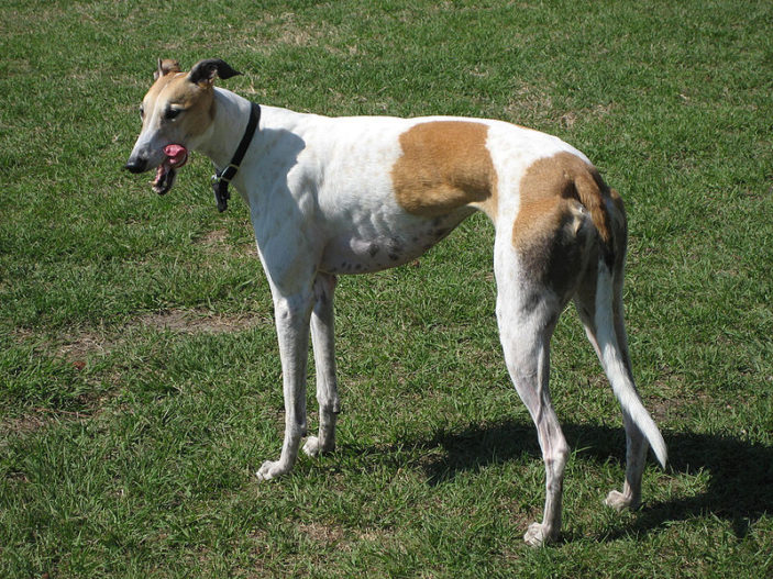 Il Cane Piu Veloce Al Mondo