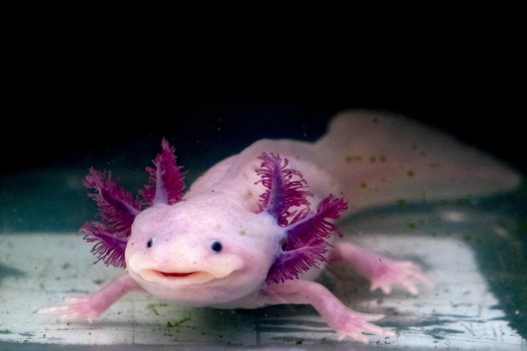 L'axolotl.