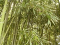 Bambù