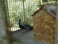 Pavone