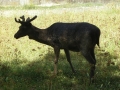 Cervo