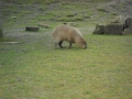 capibara