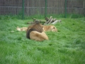 leone