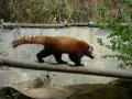 panda minore