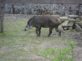 tapiro