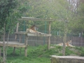 tigre