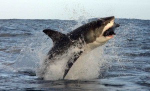Scopri l'etogramma dello squalo bianco in Sud Africa