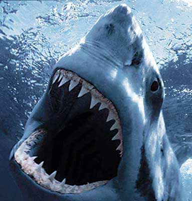 La morfologia dello squalo bianco