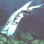 Come avviene la riproduzione negli squali?