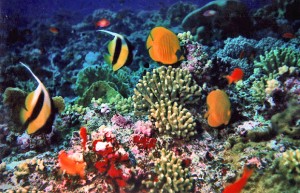 La barriera corallina: un universo da esplorare