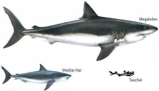 Lo squalo bianco e il suo cugino estinto: il Megalodonte