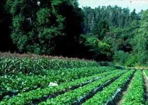 Gli agroecosistemi: meglio noti come ecosistemi agricoli