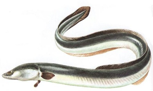 La lampreda e l'anguilla: specie migratrici con direzioni opposte