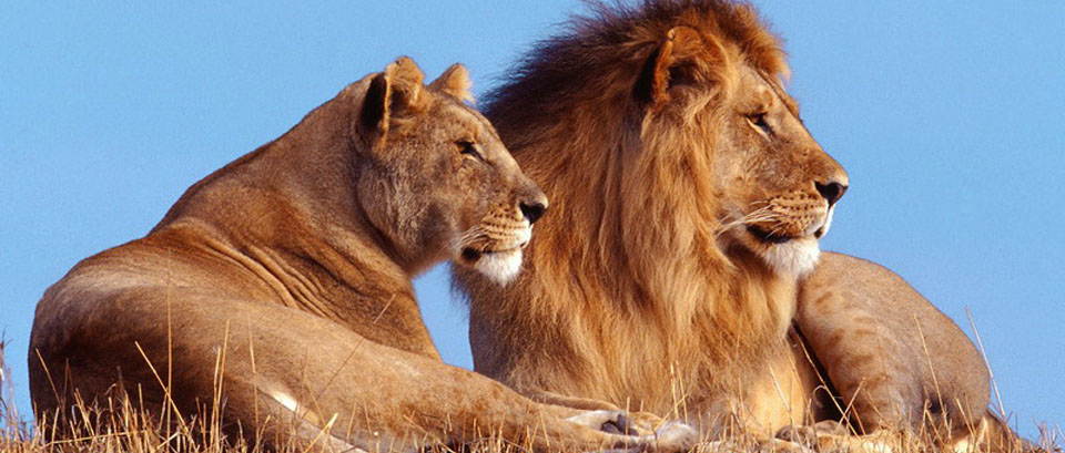 il leone è senza ombra di dubbio il "capo dei capi" del regno animale.