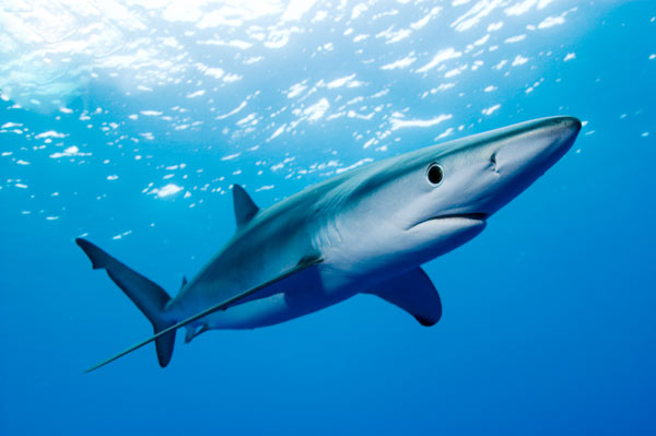 Quali sono gli squali più comuni del Mediterraneo?