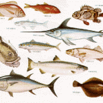 Caratteristiche della classe Pisces: i pesci