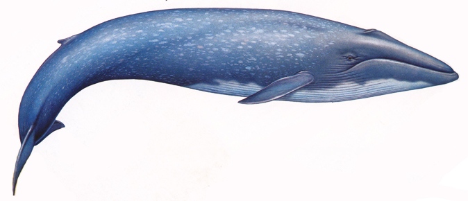 Quali differenze esistono tra balene e balenottere?