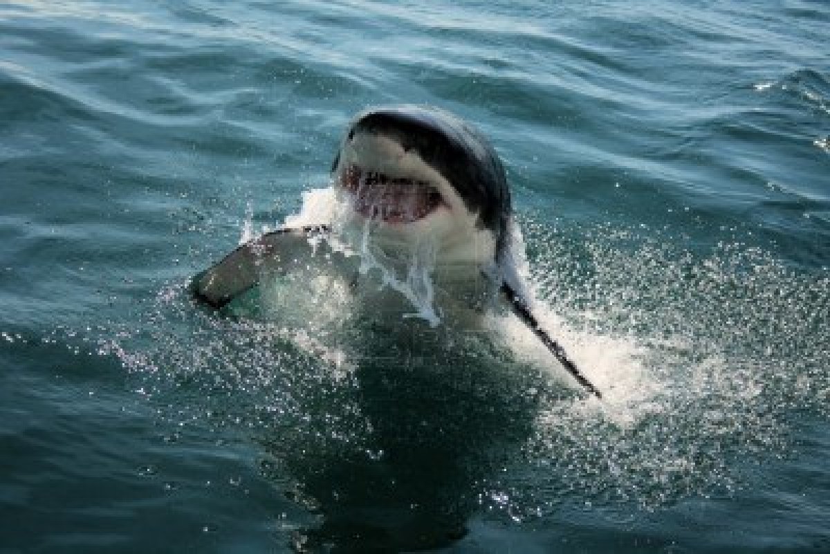 Quali sono i parenti più stretti dello squalo bianco?