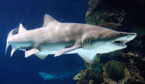 Scopri perché lo squalo toro e leuca possono risalire i fiumi