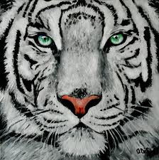 Faccia a faccia con la meravigliosa tigre bianca