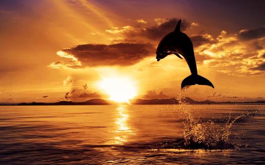 Branco di delfini spiaggiati e salvati dai bagnanti
