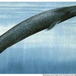balenottera azzurra animale enorme
