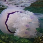 Quali sono le meduse più comuni del Mar Mediterraneo?