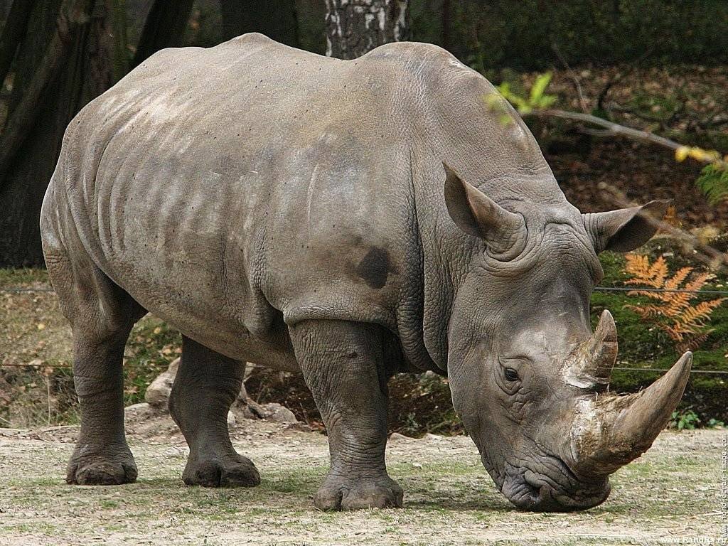 rinoceronte parto