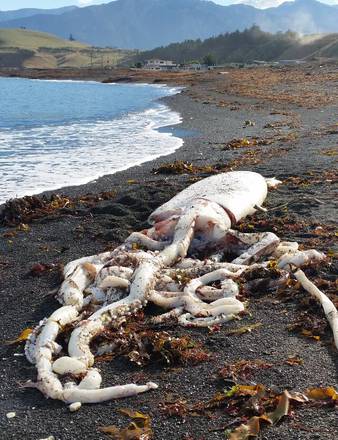 Un calamaro gigante con il corpo di 2 metri e i tentacoli di 5 metri è stato trovato spiaggiato in Nuova Zelanda