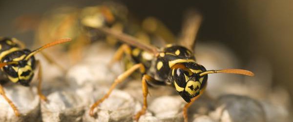 Il veleno della vespa brasiliana uccide le cellule tumorali