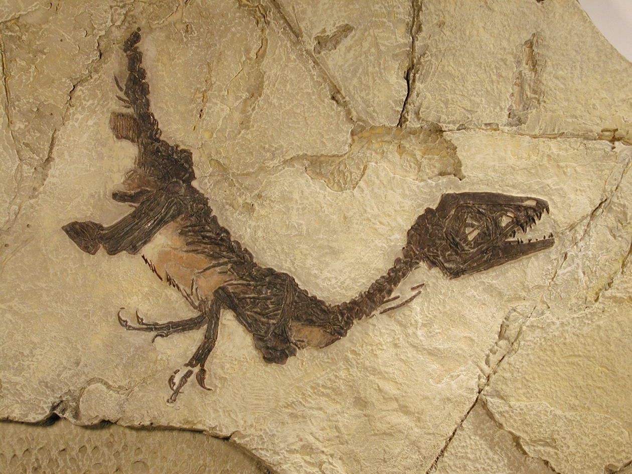 I 5 fossili più belli e suggestivi