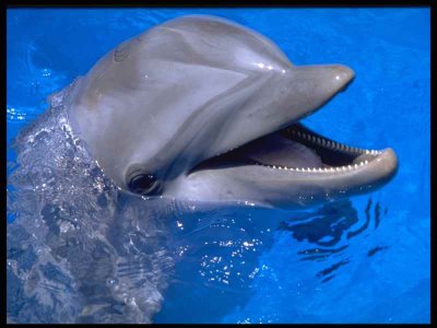 Un delfino ride vedendo una ragazza danzare