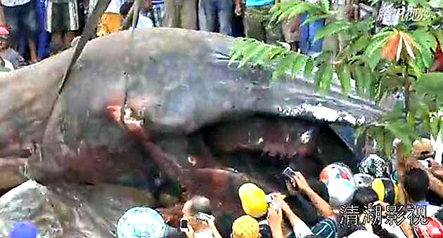 mostro marino gigante