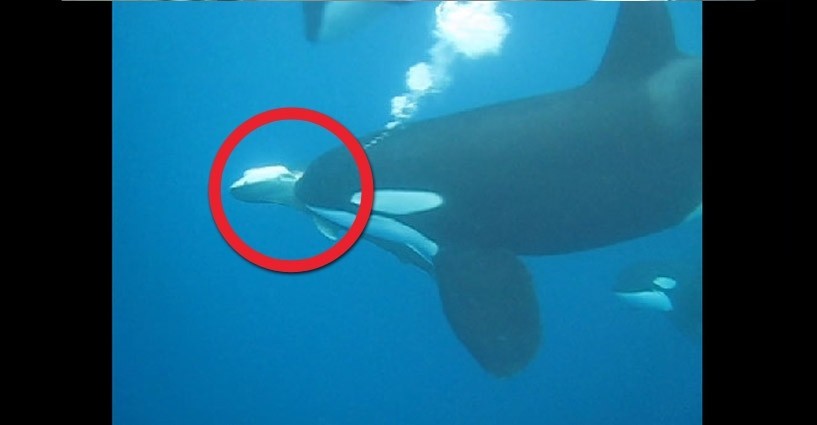 orca uccide uno squalo tigre