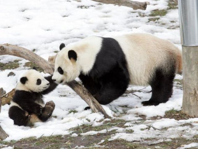 panda muove primi passi