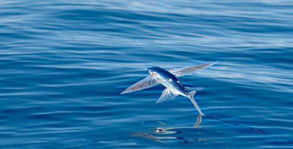 pesce che vola
