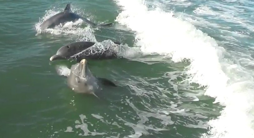 Ecco come anche i delfini si divertono