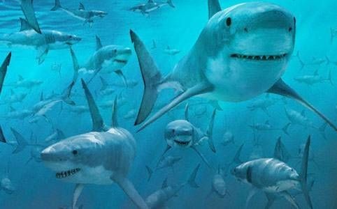 Ecco come un branco di migliaia di squali invade la costa negli Stati Uniti d'America.