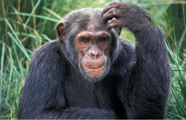 gli scimpanzé credono in dio