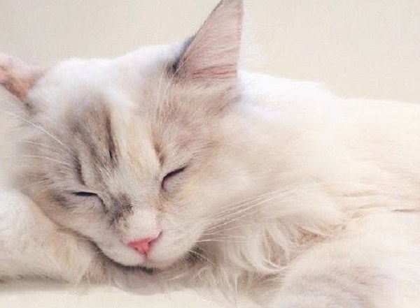 Quali sono le 5 malattie più comuni tra i gatti?
