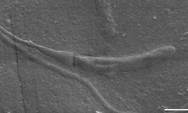 spermatozoo più antico del mondo