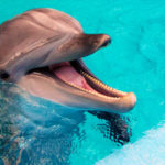Anche i delfini si chiamerebbero per nome!