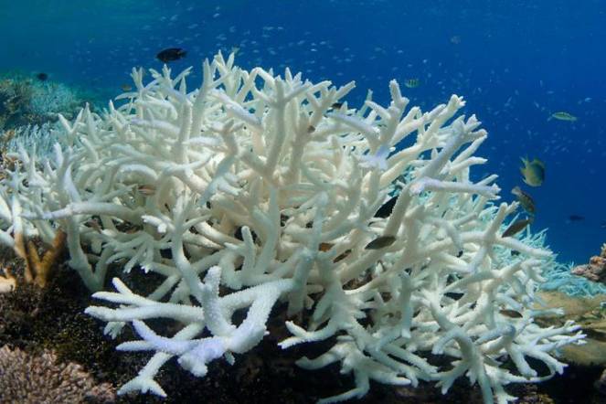 lo sbiancamento dei coralli